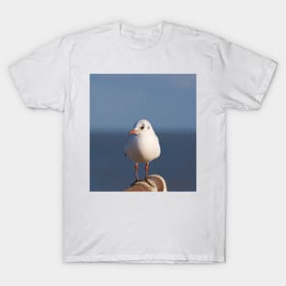 Black Headed Gull T-Shirt